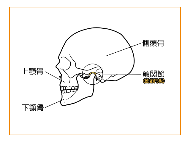 顎関節のしくみを示す模型