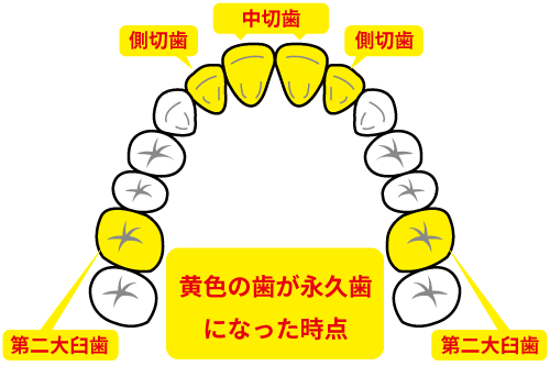 混合歯列期のイラスト
